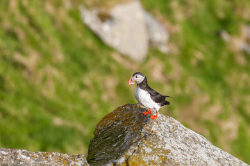 Wall Mural - Atlantic Puffin on a cliff