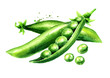 Green peas, Watercolor hand drawn illustration, isolated on white background