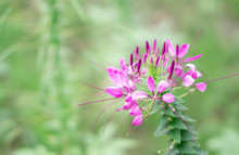Close Up Of Cleome Flower (spider Flowers)