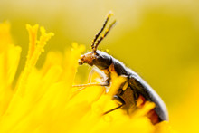 Wasp On A Yellow Wild Flower, Macro