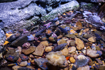 various Colorful starfishes on rocks in water tank of aquarium. underwater wild life.