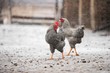 chicken rooster isolated on snow