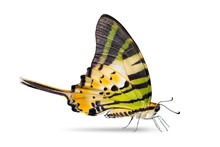 Five-bar Swordtail Butterfly