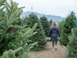 Patrons walk and browse a holiday Christmas tree market with focus on tree branches from douglas fir tree