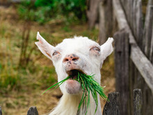 Happy White-bearded Billy Goat Chewing On Tasty Fresh Green Grass