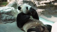 Giant Panda (Ailuropoda Melanoleuca) Eating Bamboo In Zoo