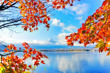 view of the maple leaves in autumn at lake kawaguchi in japan with the mount fuji in the background.