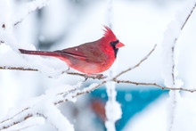 Male Cardinal In The Snow