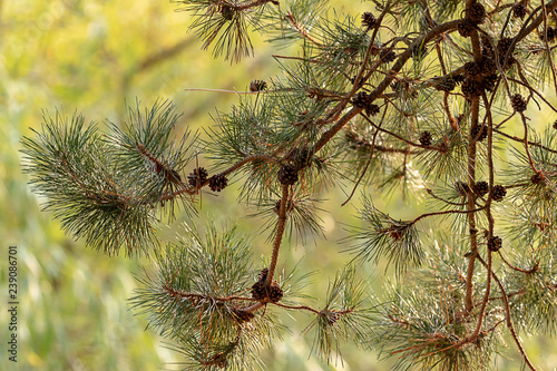 Fotografija dark pine tree brances with cones against pail green background