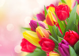 Fototapeta Tulipany - bouquet of  yellow, purple and red  tulips