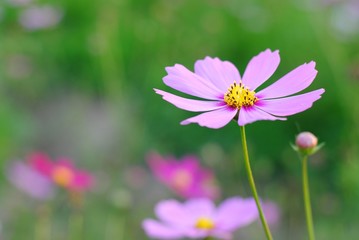 Wall Mural - flowers nature cosmos beauty color garden blurred soft