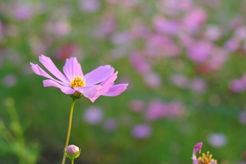 Wall Mural - cosmos flowers nature garden leaf focus blur vintage tone