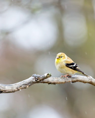 Goldfinch