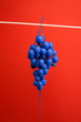 Painted grapes