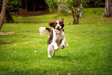 Cocker Dog Running In The Park