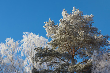 Wall Mural - Frozen tree branches