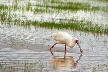 African Spoonbill, Wading Bird With Red Spoon Shaped Bill, Face, Legs Feeding In Shallow Water At Lake Manyara, Tanzania, Africa