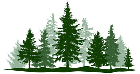 Green forest evergreen pine, tree isolated. Park Christmas tree. Individual, separate objects. Vector illustration