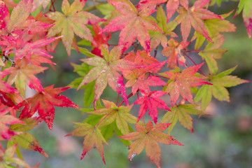 Wall Mural - Japanese Maple Leaves, red and green