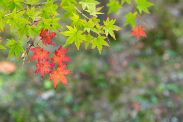 Wall Mural - Japanese Maple Leaves, red and green
