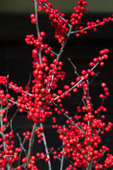 Wall Mural - Ilex serrata, Japanese Winterberry