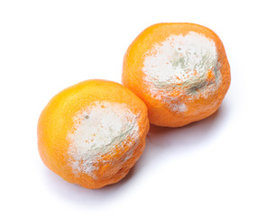 Sticker - Group of mouldy rotten mandarins