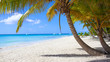Caribbean beach paradise dominican republic island Saona with palm tree