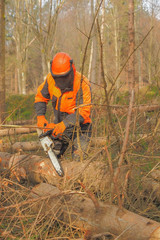 Sticker - A properly equipped lumberjack works safely in the forest