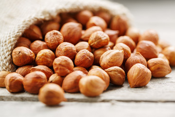 Chiselled hazelnuts in a bag of burlap on a gray wooden table. Organic Fresh Harvested