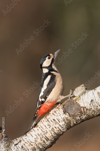 Picchio Rosso Maggiore Femmina Dendrocopos Major Stock Photo Adobe Stock