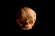 Skull of a newborn human on black background