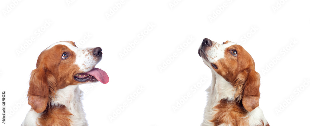 Beautiful portrait of two dogs looking up - obrazy, fototapety, plakaty 