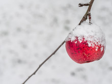Winter Apple With Snow Cover