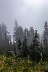 vertical layers of haze and trees and fog in summer