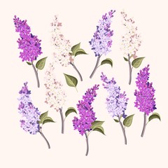 Wall Mural - Vector set of branches of purple and white lilac