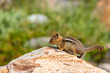 small chipmunk on large rock in green field