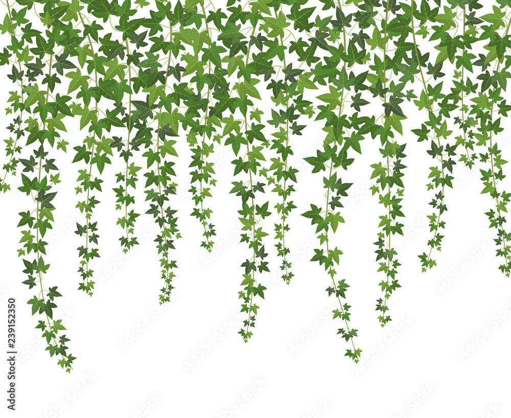 Green ivy. Creeper wall climbing plant hanging from above. Garden decoration ivy vines vector background - obrazy, fototapety, plakaty 