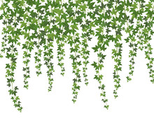 Green Ivy. Creeper Wall Climbing Plant Hanging From Above. Garden Decoration Ivy Vines Vector Background
