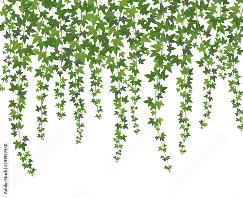 Dekoracja na wymiar  zielony-bluszcz-pnacza-sciana-pnaca-zwisajaca-z-gory-dekoracja-ogrodowa-bluszcz-winorosli-wektor