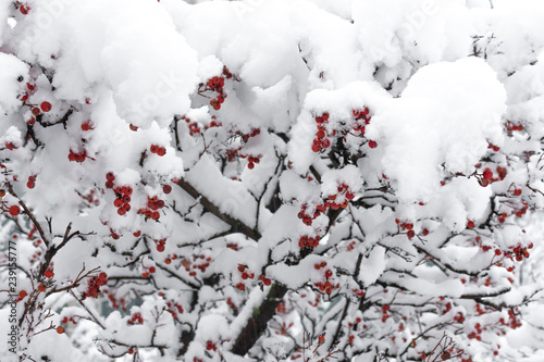 Fotografie, Obraz Rowanberry tree under the snow. Winter snowy park.