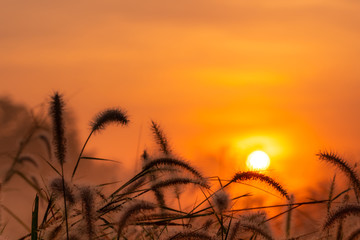 Grass flower in the morning at sunrise with golden sunshine. Flower field in rural. Orange meadow background. Wild meadow grass flowers with morning sunlight. Start new day or new life concept.