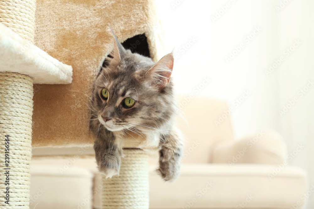 Adorable Maine Coon on cat tree at home. Space for text - obrazy, fototapety, plakaty 