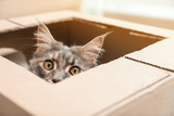 Fototapeta Koty - Adorable Maine Coon cat looking out through hole in cardboard box at home