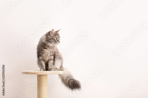 buy cat tree near me