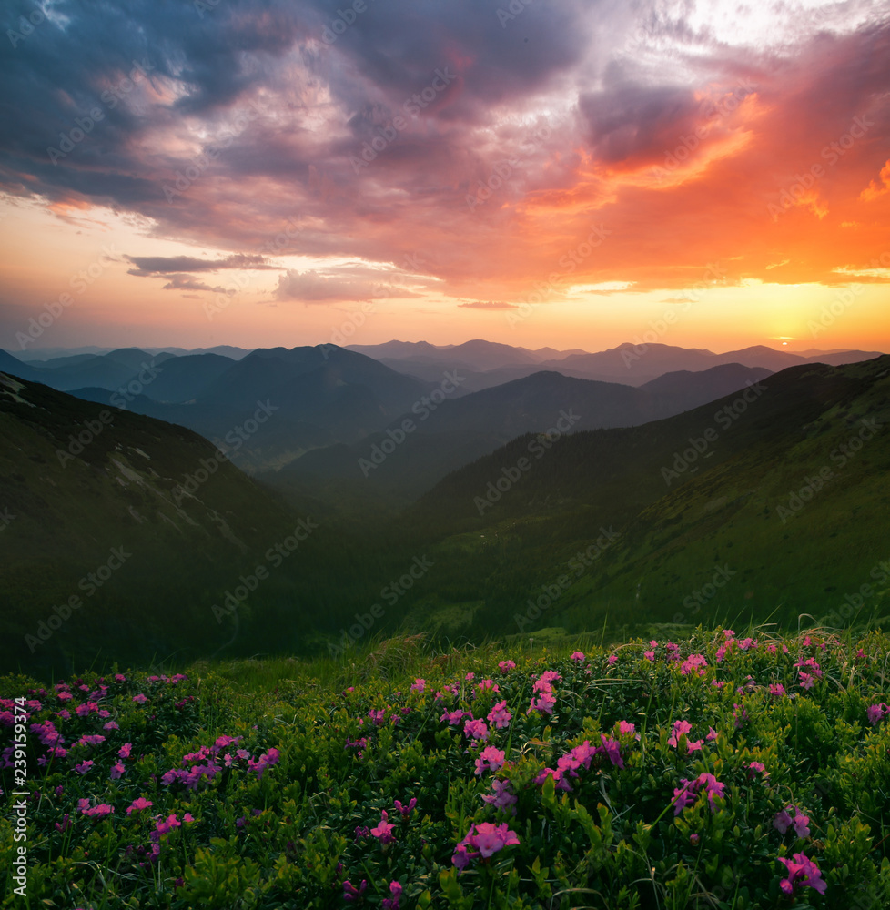 scenic summer dawn image, picturesque morning scenery, amazing blossom pink rhododendron flowers,  floral nature background - obrazy, fototapety, plakaty 