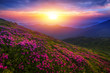 scenic summer dawn floral image, amazing mountains landscape with blooming  flowers at morning sunrise, scenic nature scenery, Carpathians, border Ukraine - Romania,  Europe , Marmarosy