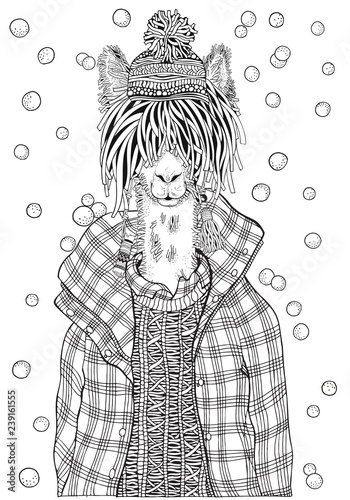 winter llama in a checkered jacket adult coloring book page