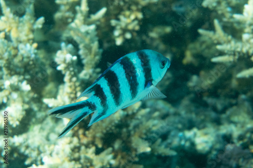 Zdjęcie XXL Podwodna scena rafy koralowa piękna ryba