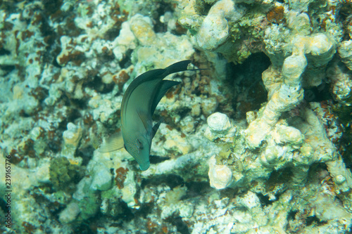 Zdjęcie XXL Podwodna scena Z rafą koralową I Tropikalną ryba w morzu