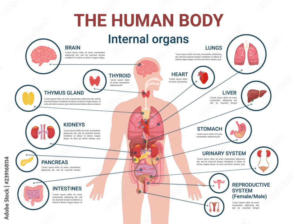 Human Body Internal Organs and Parts Info Poster - obrazy, fototapety, plakaty 